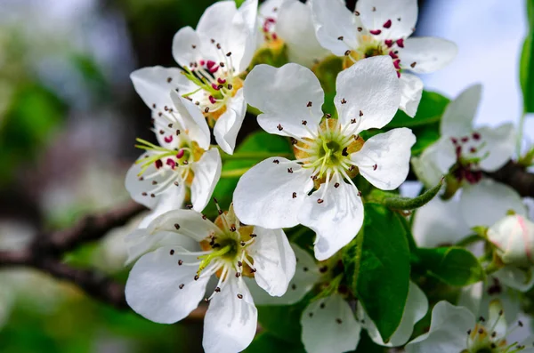 Flores Blancas Una Pera Joven Jardín Primavera Macro — Foto de Stock