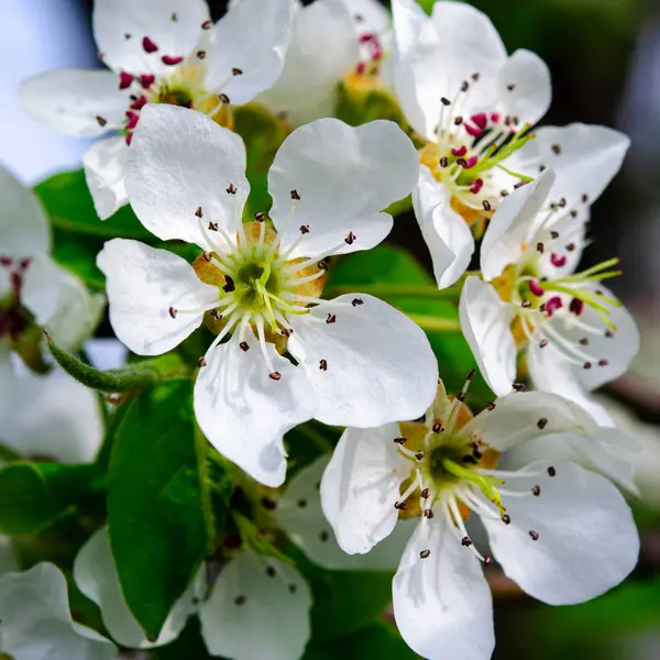 Fiori Bianchi Una Pera Giovane Nel Giardino Primavera Macro — Foto Stock