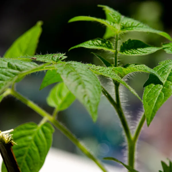 Uma Jovem Planta Cultivada Sementes Tomate Verde Cresce Parapeito Janela — Fotografia de Stock