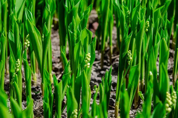 Bos Lente Lelies Van Vallei Met Jonge Knoppen Blauwe Wijting — Stockfoto