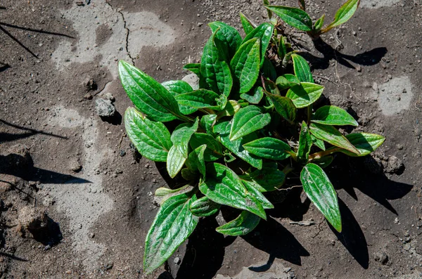 Jovem Arbusto Equinácea Cresce Jardim Livre Ervas Medicinais — Fotografia de Stock