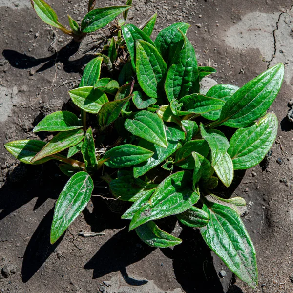 Jovem Arbusto Equinácea Cresce Jardim Livre Ervas Medicinais — Fotografia de Stock