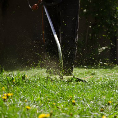 Bir adam bahçede karahindiba ile yeşil bir çim biçiyor. Bahçe işleri