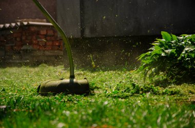 Bir adam bahçede karahindiba ile yeşil bir çim biçiyor.