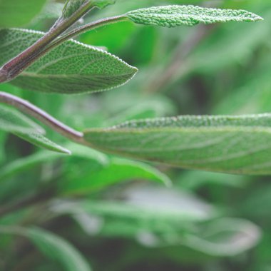 İlaç bitkileri ve baharatlar: Genç adaçayı yaprakları yakın plan.