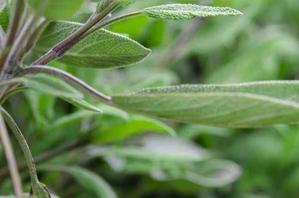 Plantas Medicinales Condimentos Hojas Salvia Joven Cerca — Foto de Stock