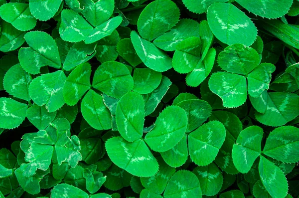Junges Grünes Kleeblatt Aus Nächster Nähe Hintergrund Der Grünen Pflanze — Stockfoto