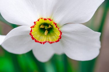 Bahçede beyaz yapraklı bahar narsi çiçekleri yetişir. Yakın plan.