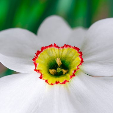 Bahçede beyaz yapraklı bahar narsi çiçekleri yetişir. Yakın plan.