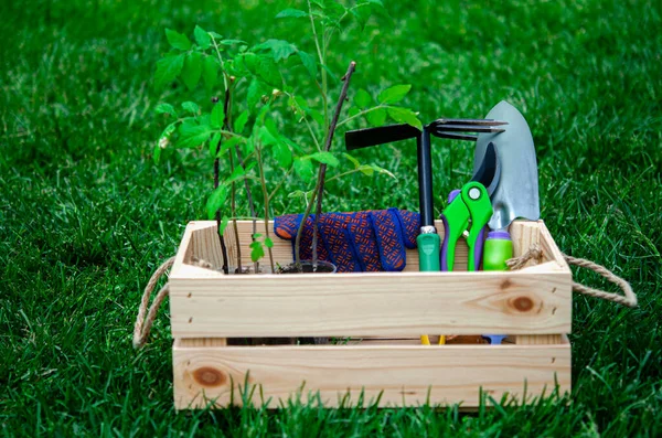 Zahradní Nářadí Leží Dřevěné Krabici Zahradě Zelené Trávě — Stock fotografie