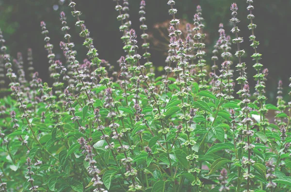 Buisson Frais Basilic Vert Avec Des Fleurs Pousse Dans Jardin — Photo