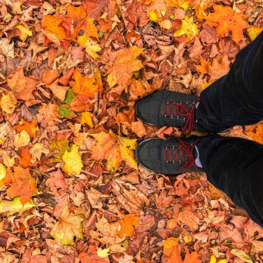 Kadınların ayakları, bir huş ağacının sarı sonbahar yapraklarının üzerinde duran pembe bağcıklı siyah spor ayakkabılarla nallanırlar. Sonbahar konsepti