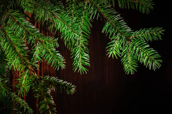 緑のトウヒの枝. — ストック写真