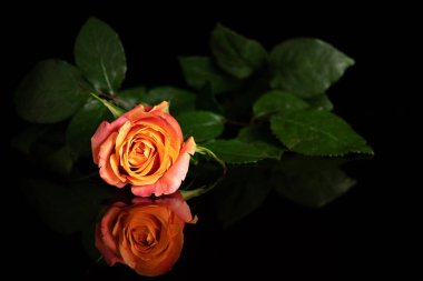 Alçak tondaki bir gülün fotoğrafı..