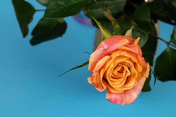 Όμορφο τριαντάφυλλο τσάι σε ένα μπλε φόντο. — Φωτογραφία Αρχείου