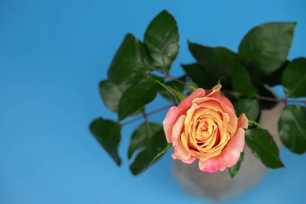 Hermosa rosa de té sobre un fondo azul . — Foto de Stock