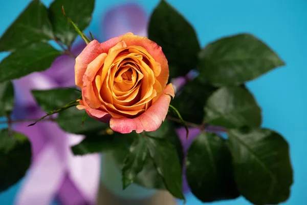 Schöne Teerose mit dekorativen Elementen. — Stockfoto