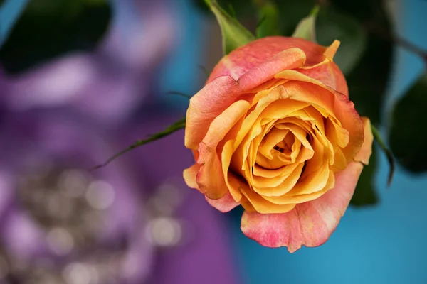 Hermosa rosa de té con elementos decorativos . — Foto de Stock