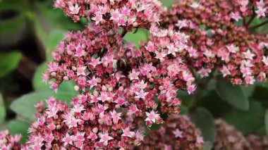 Yeşil yaprakların arka planında, bir çiçek oksalisi ile, bir arı nektar toplar..