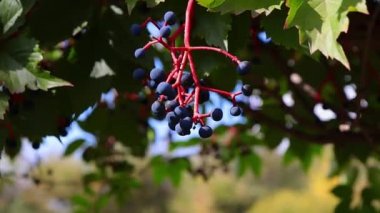 Yeşil yaprakların arka planında, güneşin altında rüzgardan sallanan bir demet yabani üzüm.