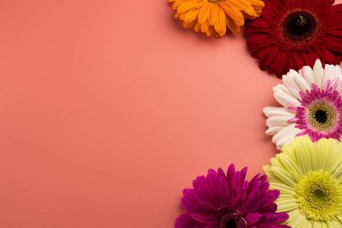 Gerbera papatya çiçekleriyle pembe arkaplan.