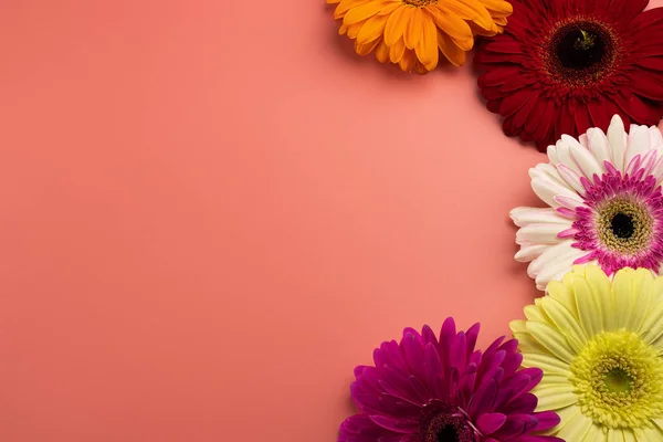 Gerbera papatya çiçekleriyle pembe arkaplan.