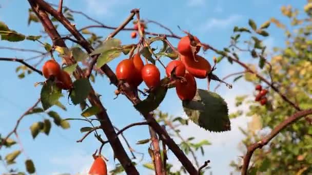Blue Sky Red Rosehip Berries Swing Broken Branch — Stock Video