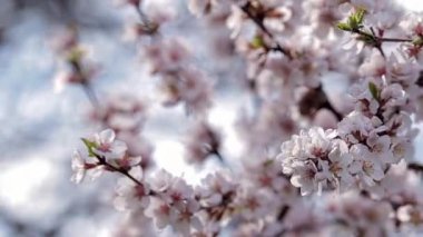 Ön planda kameranın odak noktası güneş ışığındaki rüzgardan dolayı sallanan bir dalda çiçek açan kiraz çiçekleri..