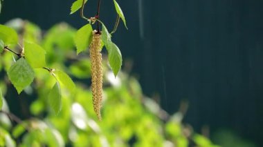 Yeşil bir arka planda, rüzgarda sallanan huş ağacının tomurcuklanan genç yapraklı küpe. Yağmurun ve geçen arabaların sesini duyabilirsin..