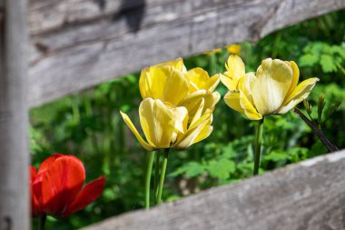 Eski çitin iki yatay kokusu arasında dört lale görebilirsiniz. Üçü sarı, biri kırmızı, arka planda yeşil çimenler..