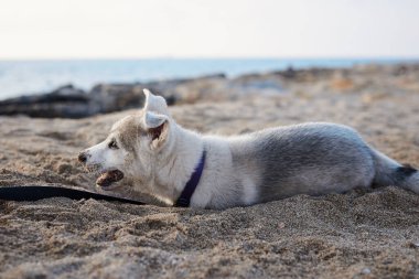 Kumsalda oynayan küçük beyaz köpek yavrusu. Açık gri köpek deniz kenarında kumda bir çukur kazıyor..