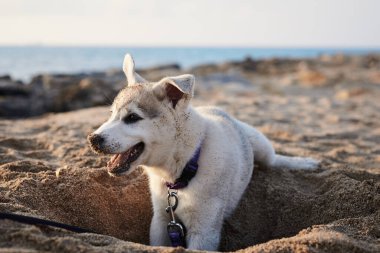 Kumsalda oynayan küçük beyaz köpek yavrusu. Açık gri köpek deniz kenarında kumda bir çukur kazıyor..