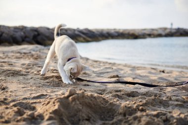 Kumsalda oynayan küçük beyaz köpek yavrusu. Açık gri köpek deniz kenarında kumda bir çukur kazıyor..
