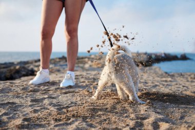 Sahibi tasmalı bir köpek tutuyor, küçük beyaz açık gri köpekli bir çukur kazıyor, kumsalda kumsalda oynuyor, arka planda sahibinin bacakları var..