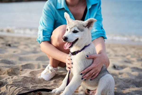 Small while light grey husky puppy on the beach by the seaside, held in hands of his owner. Young woman, wearing turquoise blouse, jeans shorts and white sneakers, holding her dog\'s muzzle, playing.