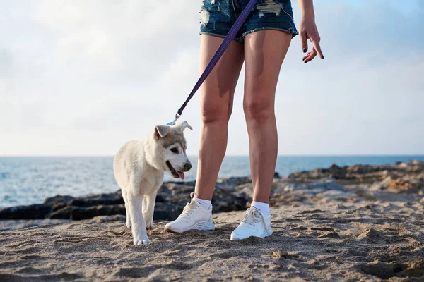 Owner Holding Dog Leash Small White Light Grey Husky Dog — Stock Photo, Image