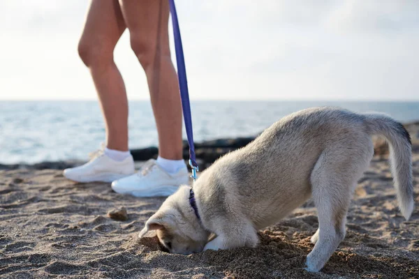 Owner is holding dog with a leash, Small white light grey husky dog is digging a hole, playing in the sand at the beach with owner's legs at the background.