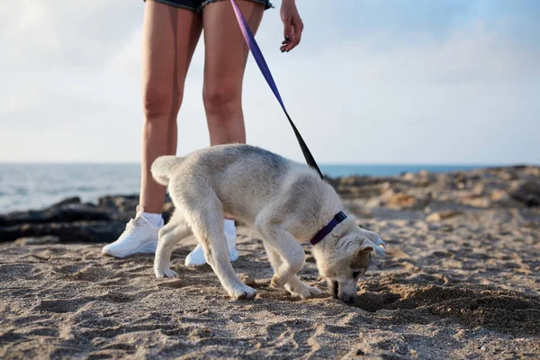 Owner Holding Dog Leash Small White Light Grey Husky Dog — Stock Photo, Image