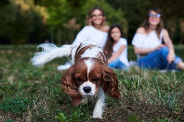 Üç kız, beyaz gömlekli ve kot pantolonlu, çimenlerde oturan, parkta küçük köpekle oynayan. Şövalye Kral Charles Spaniel üç kadının önünde ormanda koşuyor..