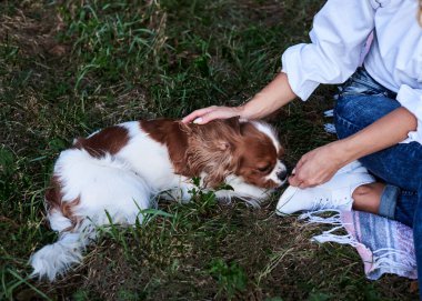 Küçük beyaz ve kahverengi köpeğin yakın plan resmi, yeşil çimlerin üzerinde uzanmış, sahibiyle oynuyor. Şövalye Kral Charles Spaniel yazın parkta antrenman yapıyor..