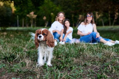 Üç kız, beyaz gömlekli ve kot pantolonlu, çimenlerde oturan, parkta küçük köpekle oynayan. Şövalye Kral Charles Spaniel üç kadının önünde ormanda koşuyor..