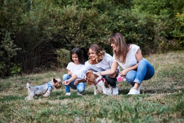 İki genç sarışın kadın ve bir esmer kız, günlük kıyafetler giyiyorlar, parkta yeşil çimlerin üzerinde diz çöküyorlar, süvari kralı Charles Spanel 'i tutuyorlar, yazın parkta York Terrier ile oynuyorlar..