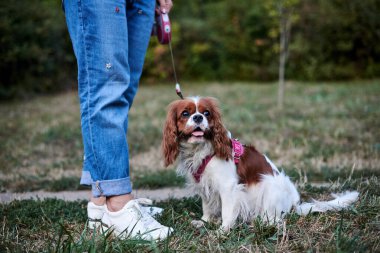 Vücudunun alt kısmı, kadın bacakları, kot pantolon ve beyaz ayakkabılar, tasmalı küçük bir köpek. Yazın şövalye kral Charles Spaniel 'le parkta yürürken.