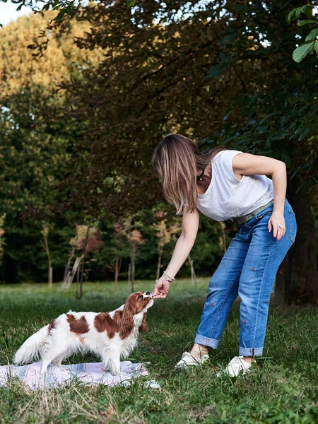 Full Length Portrait Dog Owner Small Cavalier King Charles Spaniel — Stock Photo, Image