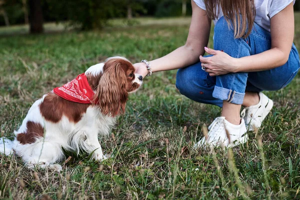 Young Blond Woman Kneeling Holding Her Dog Paw Park Summer — Stock Photo, Image