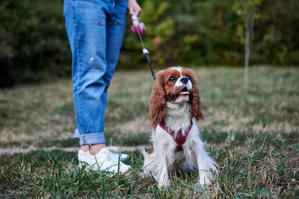 Lower body part, legs of woman, wearing blue jeans and white sneakers, holding small dog on a leash. Walking with cavalier king charles spaniel in park in summer.