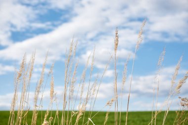 Açık mavi gökyüzü ve beyaz bulutlarla yeşil alanda kuru sarı çimlerin yakın çekimi. Kırsal köy, yaz mevsiminde güneşli havalarda doğal arka plan. Doğa koruma kavramı.