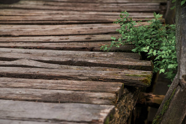 Close-up picture of old wooden bridge with green plants on the side. Ancient wooden boardwalk in countryside.