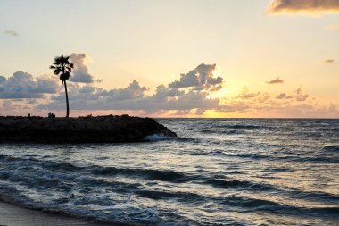 Gün batımında deniz kenarında bir palmiye ağacı, küçük bulutlu sarı turuncu ve mavi gökyüzü ve palmiye silueti. Cennet manzarası. Tropik doğal arkaplan.