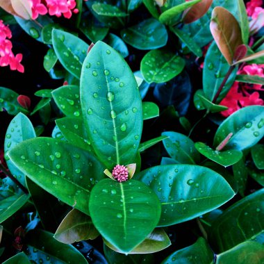 Yeşil yaprakların üzerinde çiy damlaları olan tropik kırmızı pembe çiçekler. Bitkilerin resmi, yağmurdan sonra ıslak..